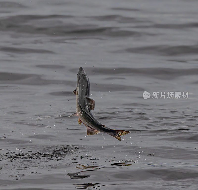 粉红鲑鱼或座头鲑(Oncorhynchus gorbuscha)是鲑鱼科的一种溯河鱼类。它是太平洋鲑鱼中体型最小，数量最多的。粉红色的鲑鱼洄游。威廉王子湾;阿拉斯加;楚加奇国家森林;